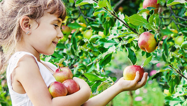 Vignette-Arbres-Fruitiers